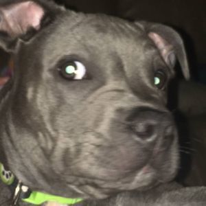 Meet your Posher, Angel